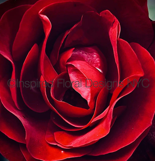 A close-up photograph by Whitney Inspired Floral Designs NYC LLC of a deep red rose bloom with tightly curled petals and a translucent watermark reading 'Inspired Floral Designs NYC' across the center. Copyright