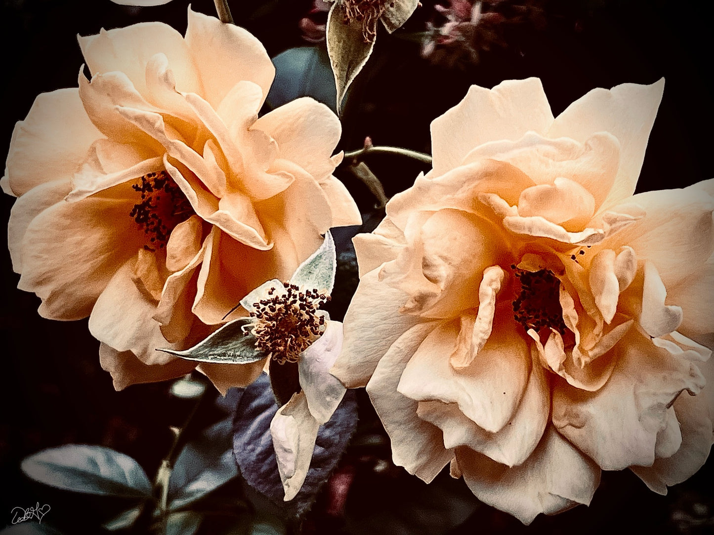 'Dark and Light' Floral Greeting Card "The Duet"