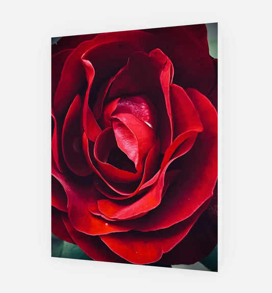 Floral Greeting Cards 'Alone Rose' - set of 5