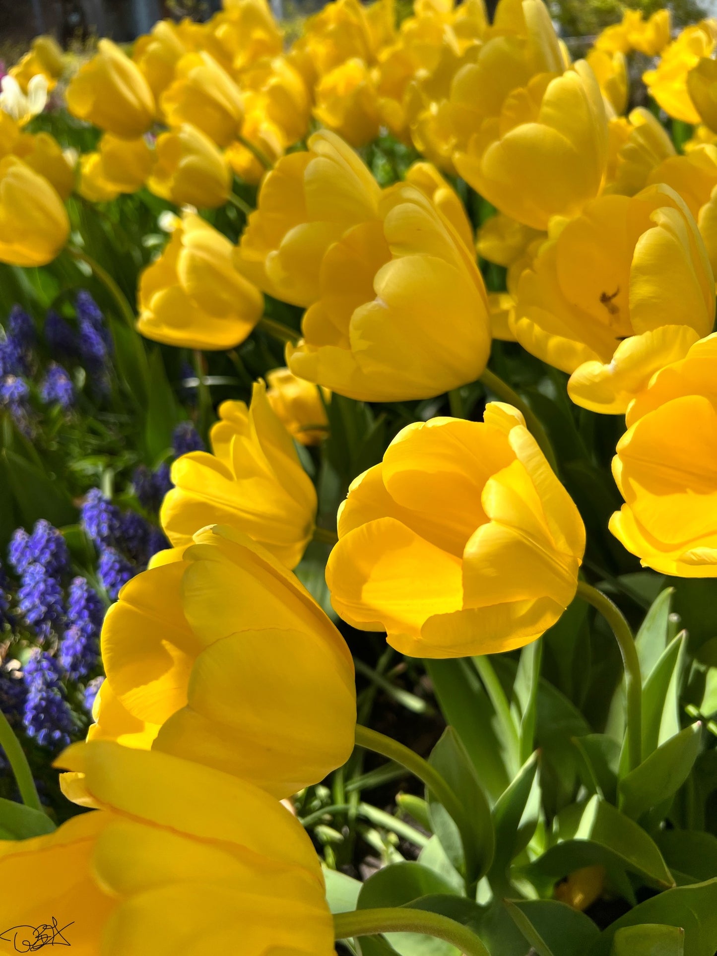 inspired floral designs nyc spring is in the air florals
