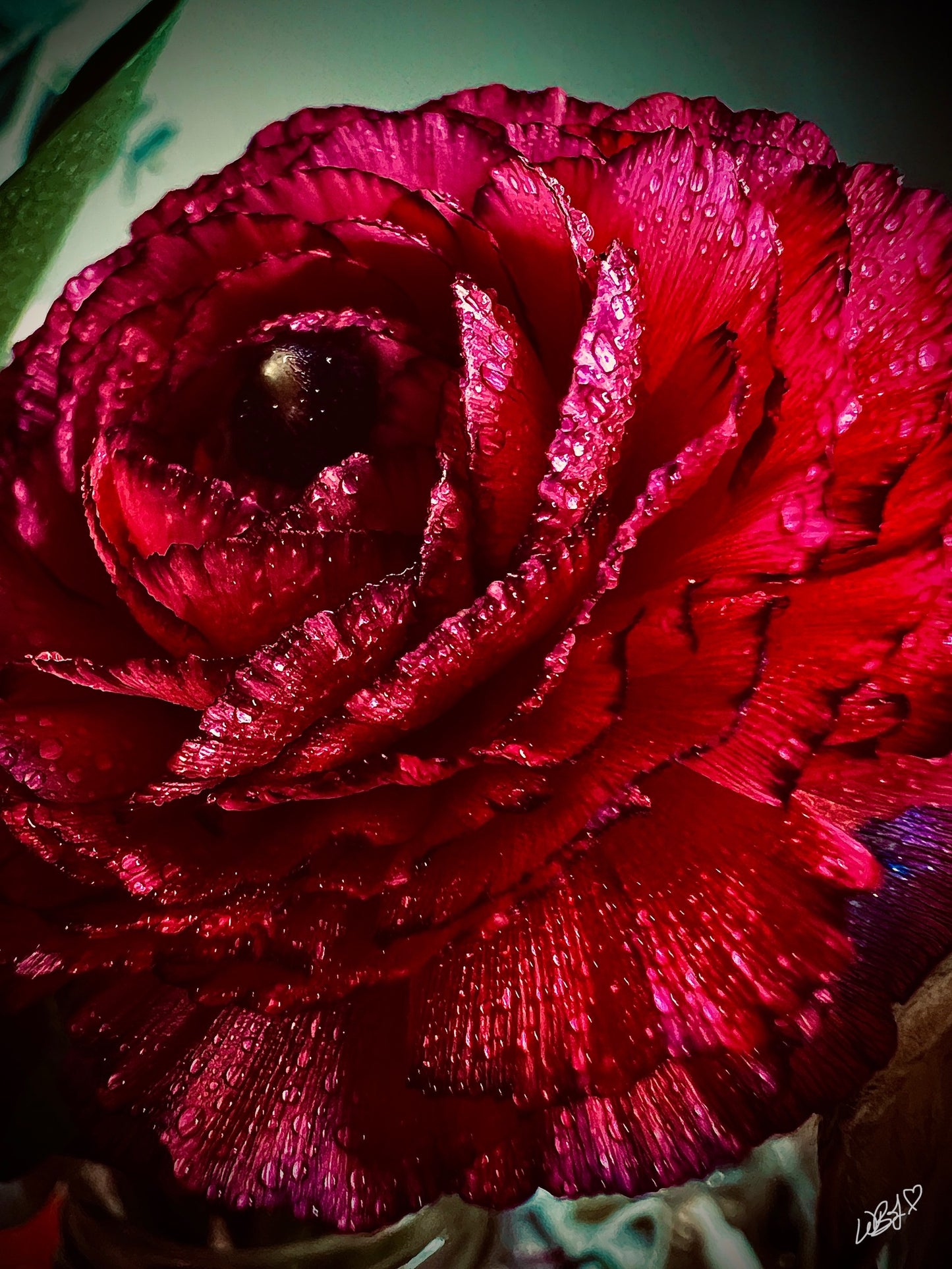 Floral Greeting Card 'Passionate' - set of 5