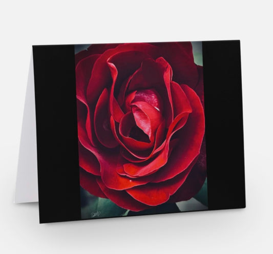 Dark and Light Floral Greeting Card Dramatic Rose "ALONE"