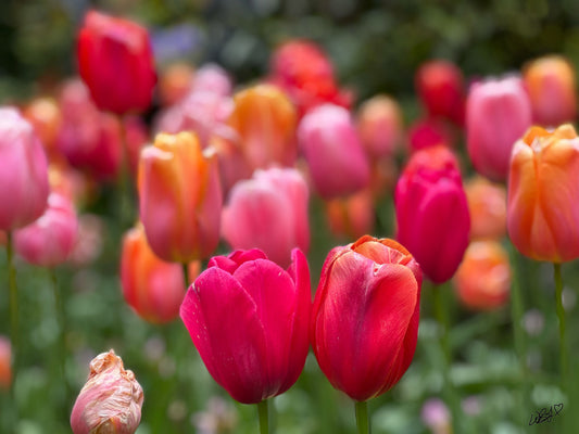 soul mate floral photo of tulips in the west village by Whitney Glandon inspired floral designs nyc