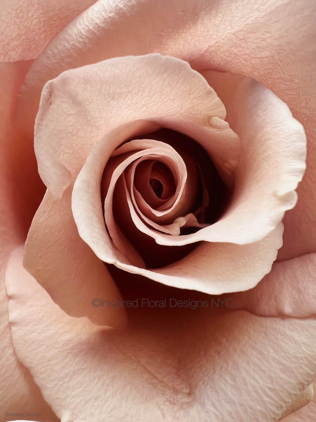 pink rose