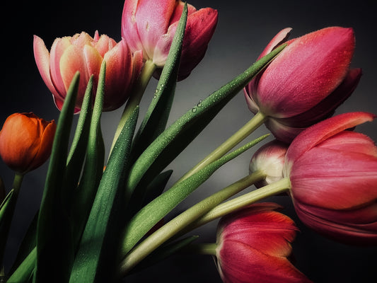 floral arrangement of tulips and photography by Whitney Glandon inspired floral designs nyc