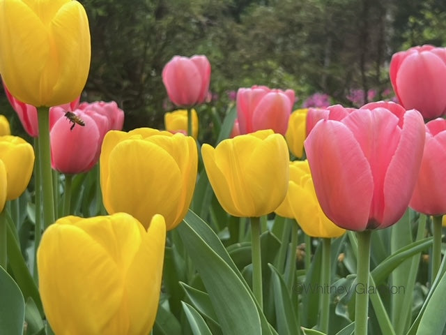 Being Present, Being Creative, Living Fully