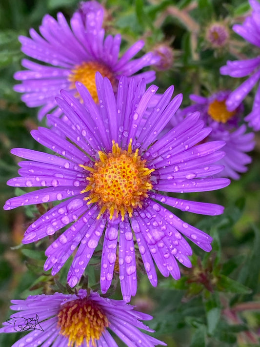 inspired floral designs nyc floral photograph by whitney glandon