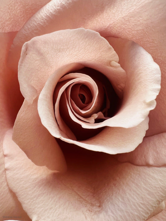 The Next Bloom of Inspired Floral Designs NYC