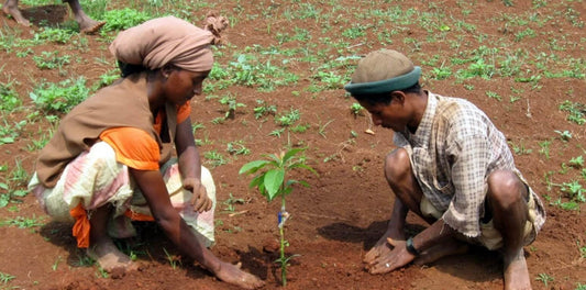 Two farmers planting a young tree in red soil in sub-Saharan Africa, representing the forest garden mission supported by every Inspired Floral Designs NYC order.