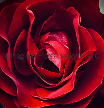 A close-up photograph by Whitney Inspired Floral Designs NYC LLC of a deep red rose bloom with tightly curled petals and a translucent watermark reading 'Inspired Floral Designs NYC' across the center. Copyright