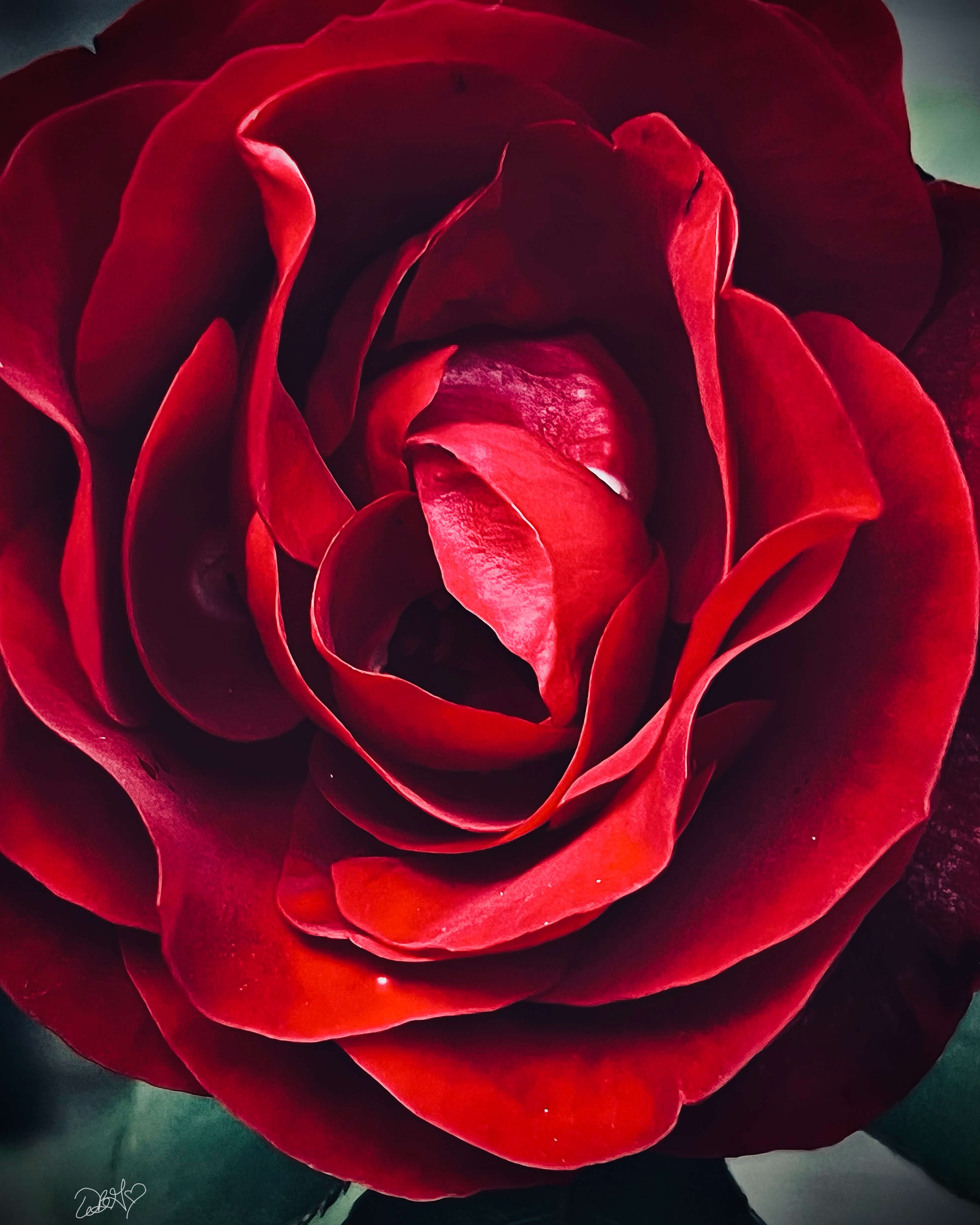 Close-up of a vibrant red rose photographed by whitney with a blurred background from inspired floral designs nyc 