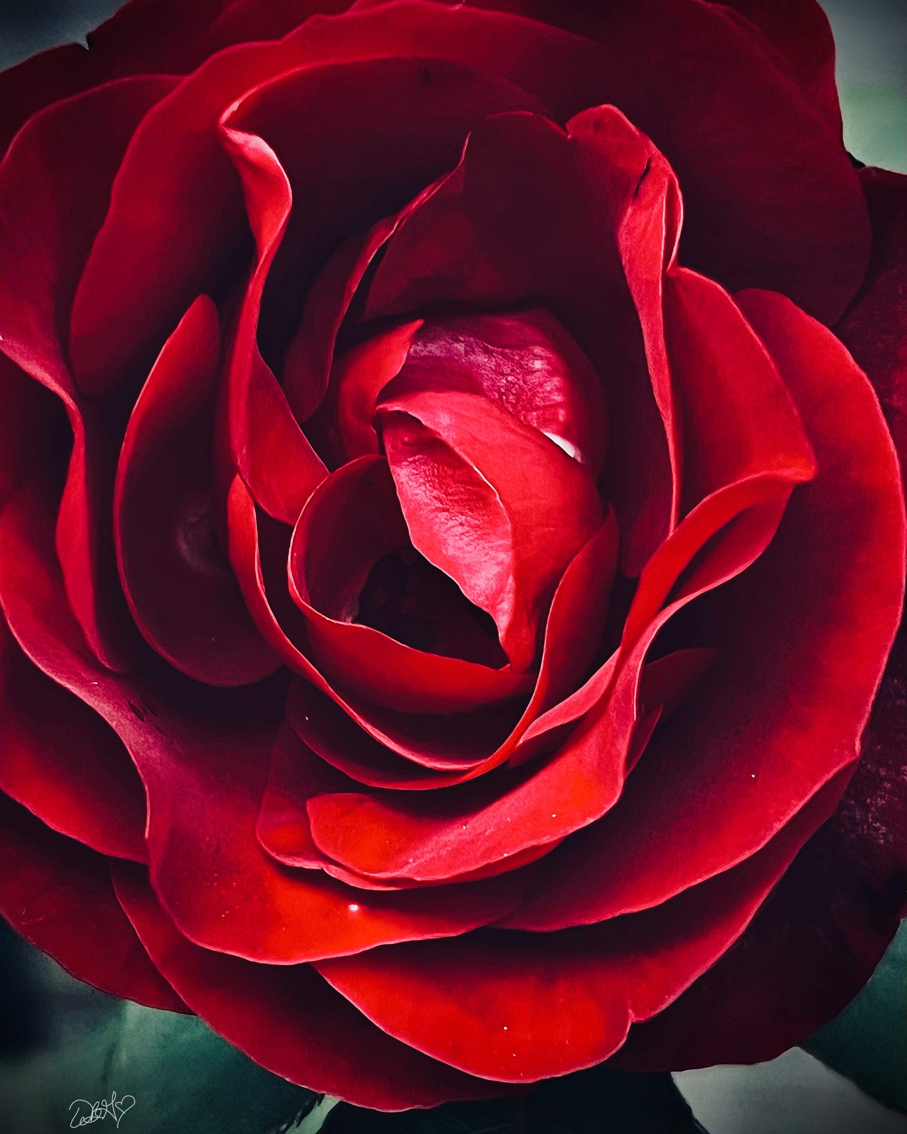 Close-up of a vibrant red rose with a blurred background