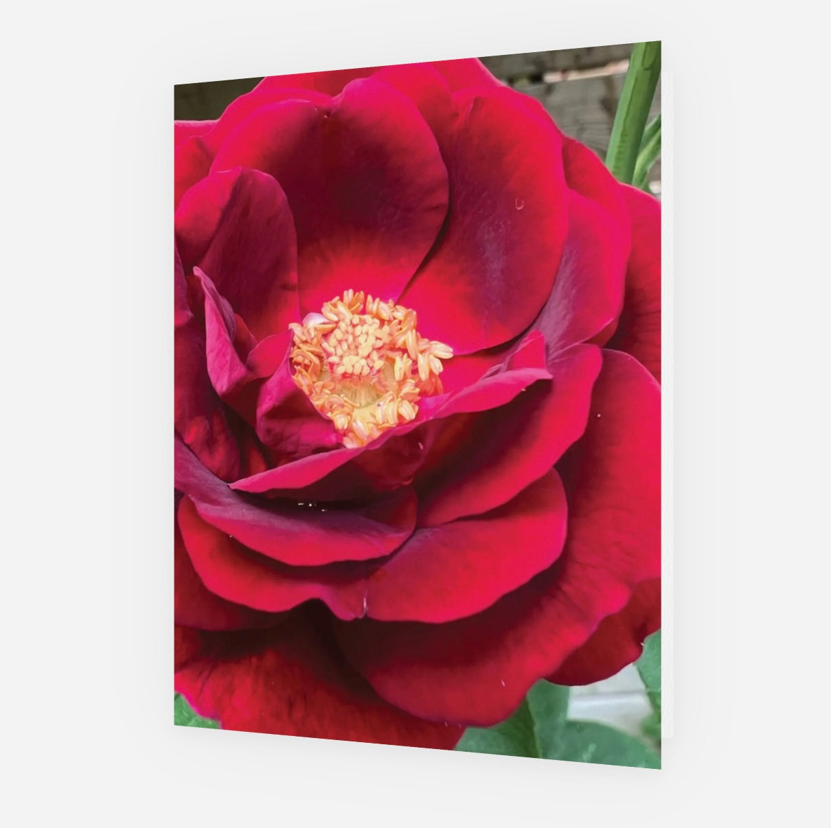 'Amour' Floral Greeting Card- set of 5