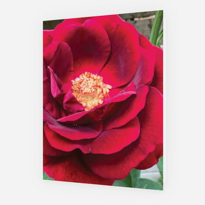 'Amour' Floral Greeting Card- set of 5