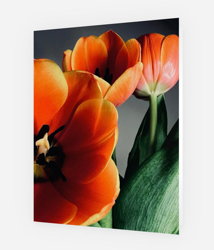 Close-up of orange tulips with a dark background greeting card photographed by whitney inspired floral designs nyc