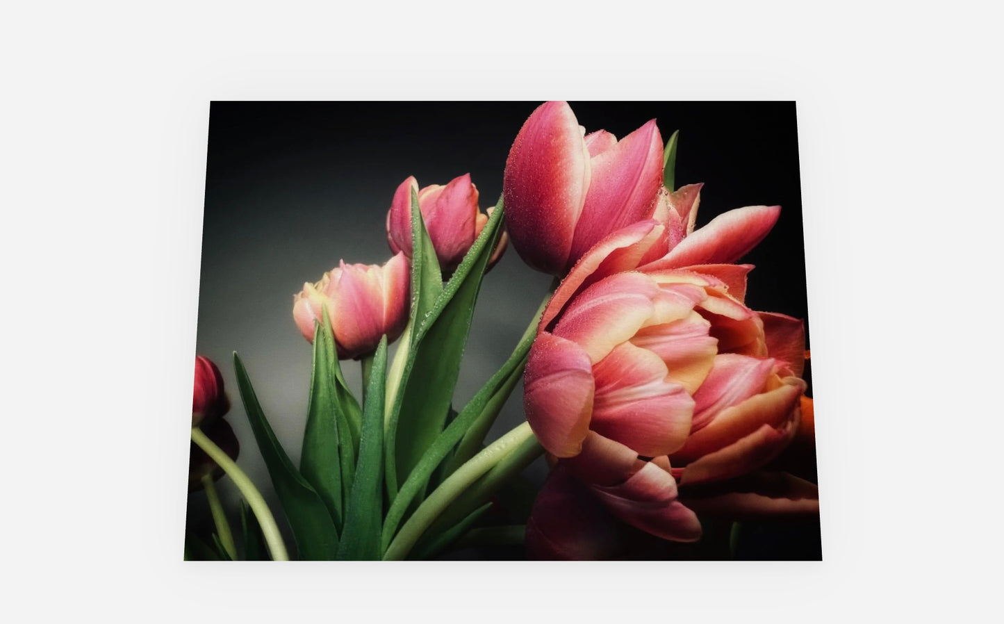 'Pink Tulips' Floral Greeting Card - set of 5