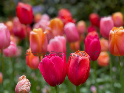 Close-up of red and pink tulips with a blurred background titled Soul Mates by Whitney featuring 'Inspired Floral Designs NYC' watermark. copyright
